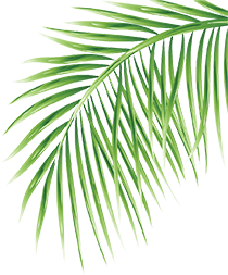 Falken Groups coconut sourcing team