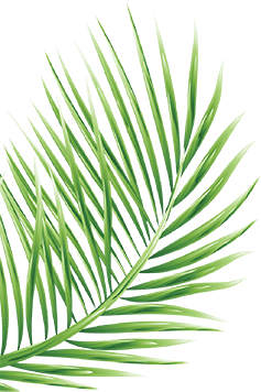 Falken Groups coconut sourcing